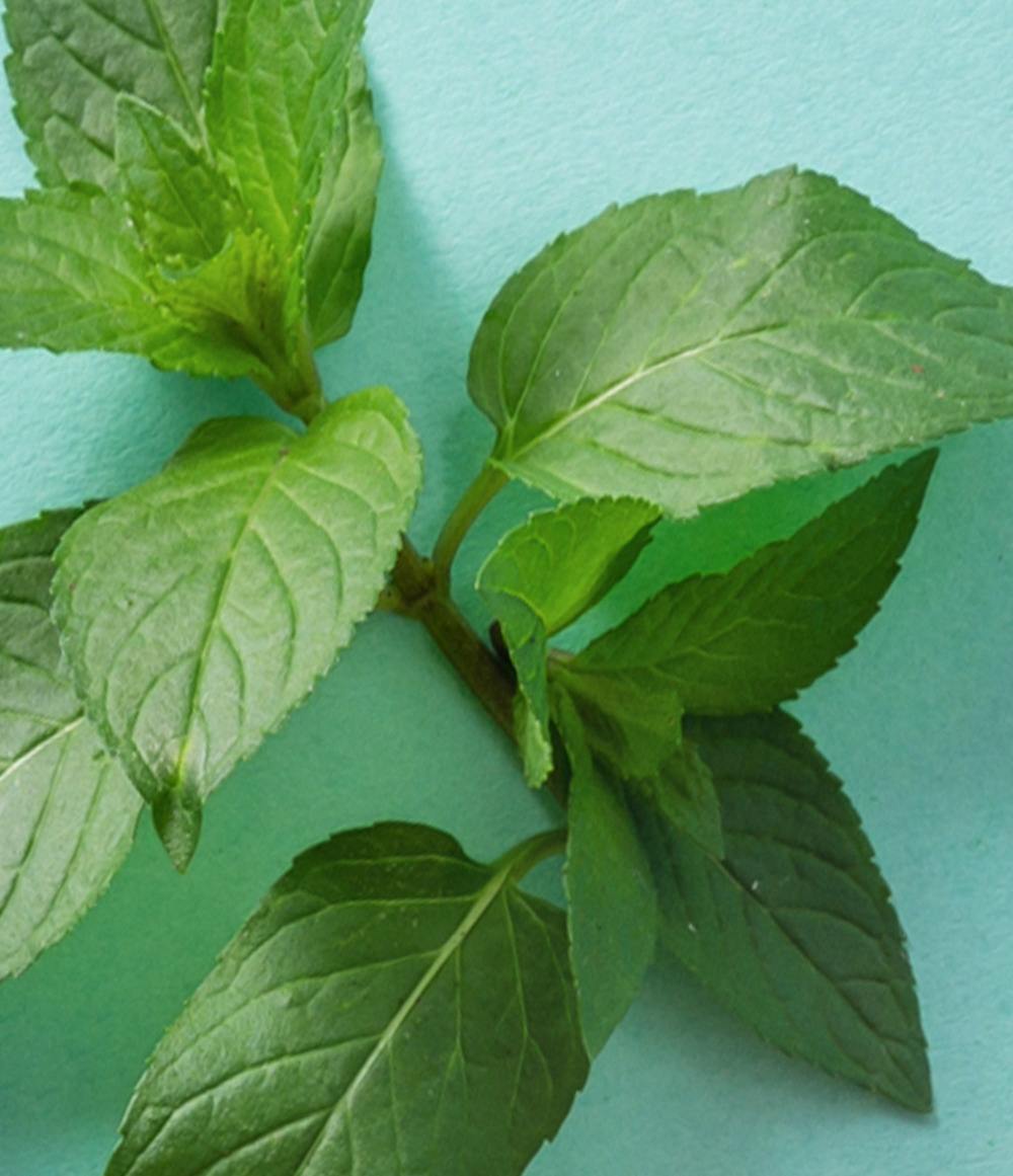 Sweet Mint Stick Lip Balm
